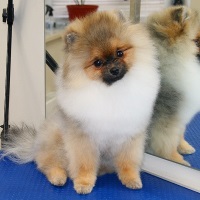 Отзывы pomeranskij shpic Отзывы