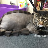 Стрижка кошки дракон Стрижка кошки и стрижка кота в салоне