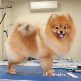 Фото_стрижки_собаки_кошки_Зоосалон-Милана00013 %D0%A4%D0%BE%D1%82%D0%BE %D1%81%D1%82%D1%80%D0%B8%D0%B6%D0%BA%D0%B8 %D1%81%D0%BE%D0%B1%D0%B0%D0%BA%D0%B8 %D0%BA%D0%BE%D1%88%D0%BA%D0%B8 %D0%97%D0%BE%D0%BE%D1%81%D0%B0%D0%BB%D0%BE%D0%BD %D0%9C%D0%B8%D0%BB%D0%B0%D0%BD%D0%B000013 160x160 Стрижка Шпица